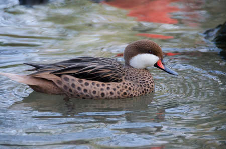 Mallard duck on river water on a sunny day with reflections in the water. The duck swims on the surface of the water.の写真素材