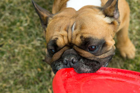 Funny french bulldog plays with a toy on a green lawn. French Bulldogs are very playful.の写真素材