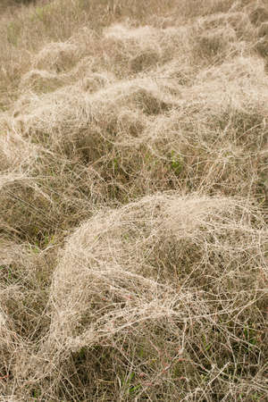 Natural spring background from dry yellow grass. Field grass after winter. Spring fire hazard, do not set fire to dry grass.の写真素材