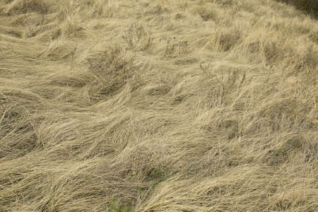 Natural spring background from dry yellow grass. Field grass after winter. Spring fire hazard, do not set fire to dry grass.の写真素材