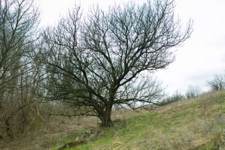 Spring landscape early spring with bare trees and dry grass. Trees in the background on a sunny day....