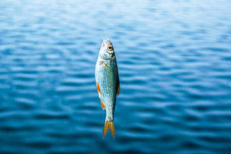 Fishing. Just caught fish on a fishing line and a hook on the background of the river.の写真素材