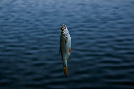 Fishing. Just caught fish on a fishing line and a hook on the background of the river.の写真素材
