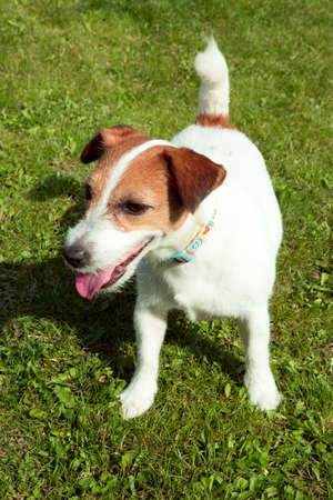Happy active jack russell puppy running on the grass in summer. Dogs of this breed are very active...