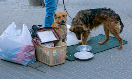 Homeless dogs, for which volunteers raise funds for food. In front of the dog there is a sign with the inscription: for food.の写真素材