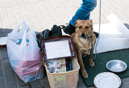 Homeless dogs, for which volunteers raise funds for food. In front of the dog there is a sign with the inscription: for food.の写真素材
