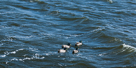 Ducks of different colors float on the water. Strong winds create waves on the surface of the river...