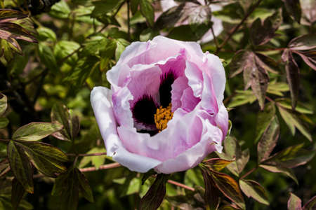Blooming tree peony after rain. Big white peonies. Paeonia rockii.の写真素材