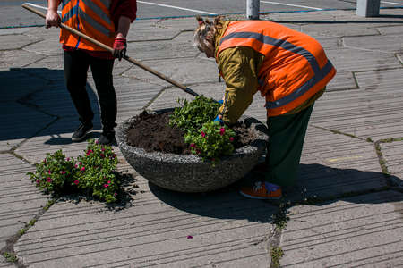 Dnepropetrovsk, Ukraine - 05/04/2021: An employee of the city communal service takes care of the flowers growing in the flower beds of the city.のeditorial素材