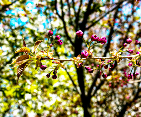Sakura flowers during the spring rain. Drops of water are visible on the leaves of the plant.