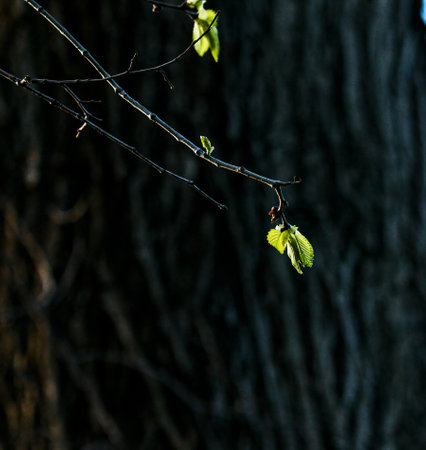 Leaf buds open on trees in spring. Kidney swelling in early spring. Young green kidneys begin to...