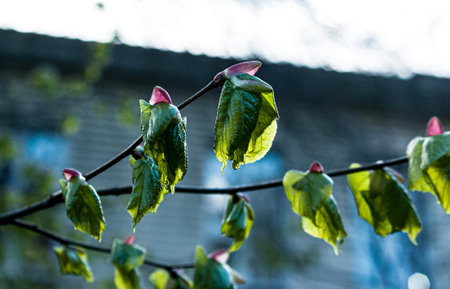 Leaf buds open on trees in spring. Kidney swelling in early spring. Young green kidneys begin to...