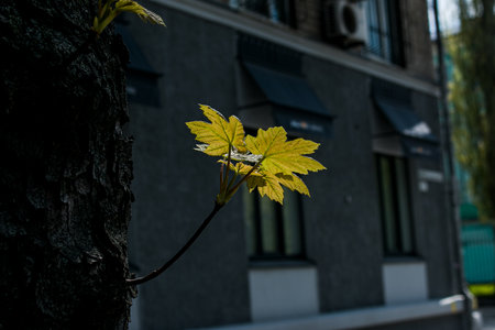 Leaf buds open on trees in spring. Kidney swelling in early spring. Young green kidneys begin to develop and open.の写真素材