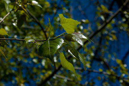 Leaf buds open on trees in spring. Kidney swelling in early spring. Young green kidneys begin to...