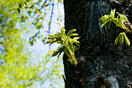 Leaf buds open on trees in spring. Kidney swelling in early spring. Young green kidneys begin to...