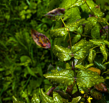 Leaf buds open on trees in spring. Kidney swelling in early spring. Young green kidneys begin to develop and open.の写真素材