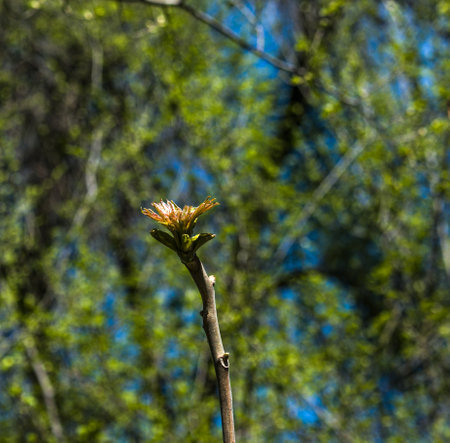 Leaf buds open on trees in spring. Kidney swelling in early spring. Young green kidneys begin to...