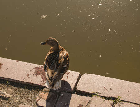 A beautiful duck on the asphalt in the park near the pond in the early morning. The bird has just woken up, sitting ruffled.の写真素材
