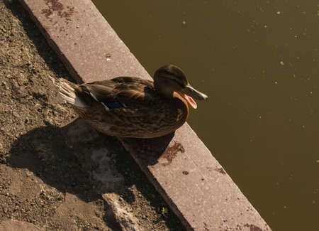 A disturbed duck hisses and expresses aggression. The duck flaps its wings and stretches its neck, trying to defend itself.の写真素材