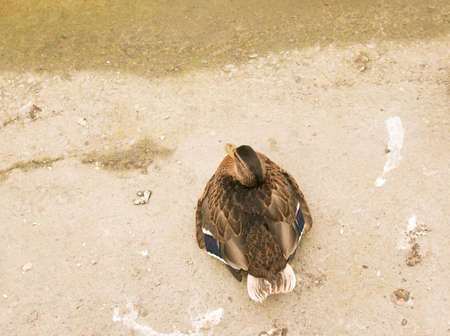 A beautiful duck on the asphalt in the park near the pond in the early morning. The bird has just woken up, sitting ruffled.の写真素材