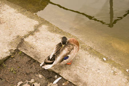 A beautiful duck sleeps in the park near the pond in the early morning. The bird hid its head under the wing.の写真素材