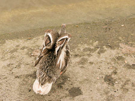 A disturbed duck hisses and expresses aggression. The duck flaps its wings and stretches its neck, trying to defend itself.の写真素材