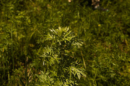 Wormwood leaves on a dark background, beautiful green wormwood for the background, elegant field...