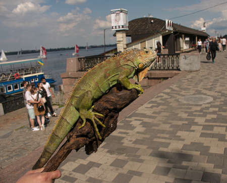 Close up of a male green iguana or american iguana with spines and dewlap a large neck bag. A man holds a beautiful green iguana in his hands.の写真素材