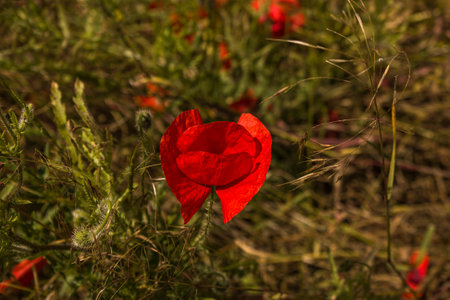 Red poppy flowers on green nature. Close up of beautiful, red, blooming poppies in a natural field backround. Papaver rhoeas.の写真素材