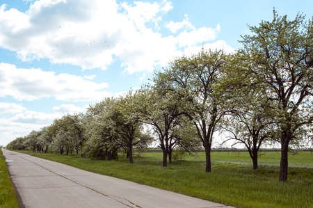 Beautiful spring landscape on a sunny day. Rural asphalt road, blue sky with white clouds. Acacia trees blooming with white flowers on the side of the road. Green grass field. Picturesque nature.の写真素材