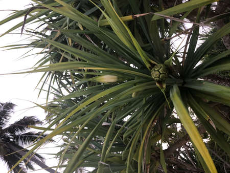 Palm tree with ripening fruits. Indian Ocean coast.