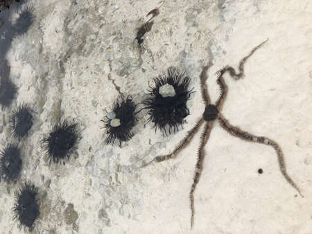 Top view of a starfish on white sand and sea grass in shallow water. Zanzibar. Atlantic Ocean.