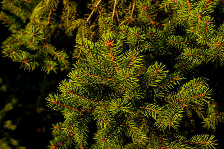 As a medicinal raw material, the cones of common spruce are used, which are collected in the summer before the seeds begin to mature, Young cones contain essential oil, resins, tanninsの写真素材