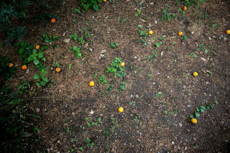 Many yellow-orange apricots fell to the ground. Overripe fruits.