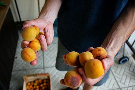 The process of producing apricot jam at home. Women's hands peel the apricot fruits from the seeds.の写真素材