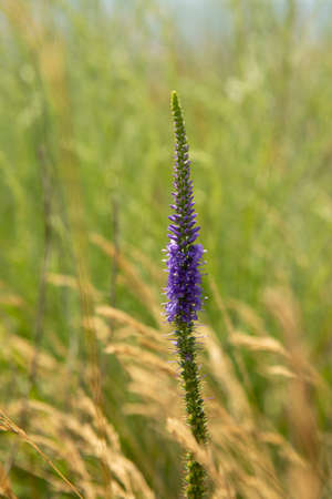 Blurred background with delicate wildflower and grass. Beautiful natural pattern of green stems. Selective focus, bokeh effect. Spring bloom, new life concept.の写真素材
