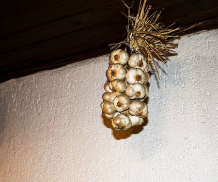 The bundled garlic dries under the ceiling. In the old days, garlic was dried in a dark, warm place.の写真素材