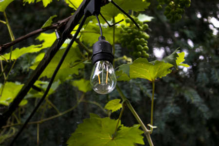 Glowing light bulb on the background of the vineyard. The Veranda lamp and Grapes