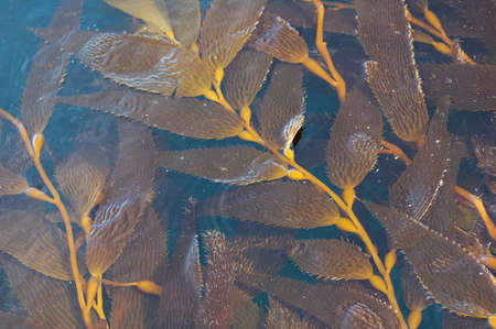 Natural soft background from running water and algae. The surface of the river. Copy space.
