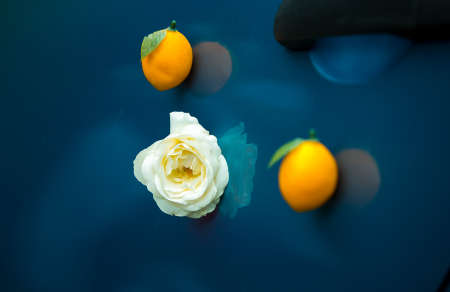 White rose and two ripe lemons on dark blue glass. Abstract still life of summer, freshness, love.の写真素材