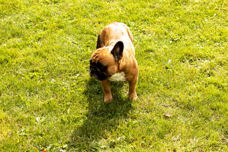 A cute fawn french bulldog running on the green grass. French Bulldogs are dog companions.の写真素材