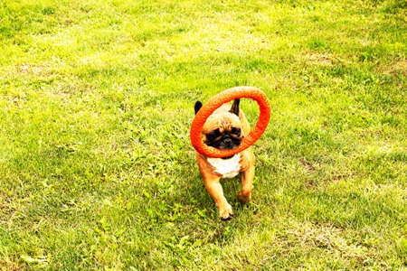 Funny french bulldog plays with a toy on a green lawn. French Bulldogs are very playful.の写真素材