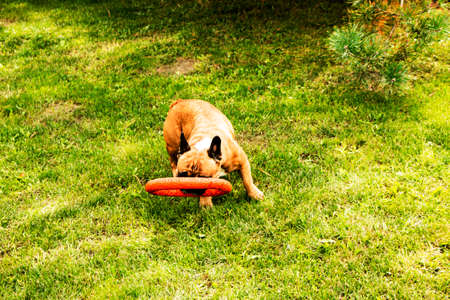 Funny french bulldog plays with a toy on a green lawn. French Bulldogs are very playful.