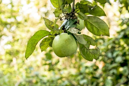 Organic apples. Fruit without chemical spraying. Orchard.の写真素材