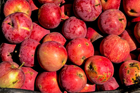 Background from red organic apples. Fruit without chemical spraying. Orchard.の写真素材