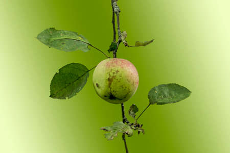 Organic apples. Fruit without chemical spraying. Isolate. Blank for advertising. Orchard.の写真素材