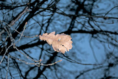 Autumn park, yellow orange leaves of tree close-up, selective focus. Scene in autumn forest for...