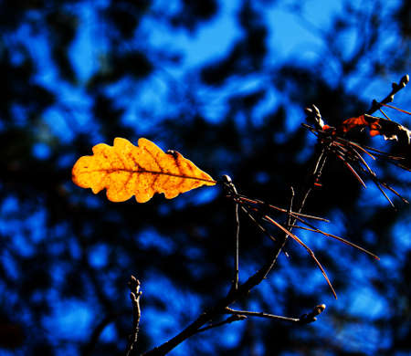 Autumn park, yellow orange leaves of tree close-up, selective focus. Scene in autumn forest for background, beautiful fall nature. Autumn season concept.の写真素材