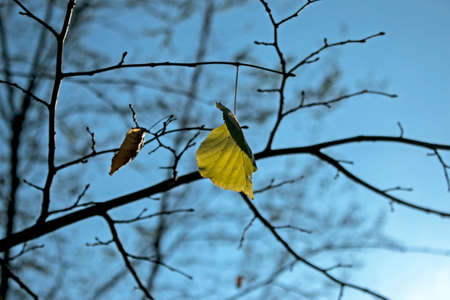 Autumn park, yellow orange leaves of tree close-up, selective focus. Scene in autumn forest for background, beautiful fall nature. Autumn season concept.の写真素材