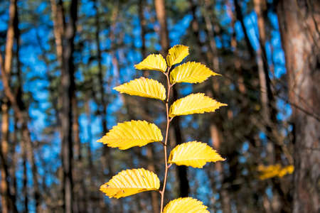 Autumn park, yellow orange leaves of tree close-up, selective focus. Scene in autumn forest for background, beautiful fall nature. Autumn season concept.の写真素材